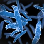 La colonisation du microbiote dans notre corps