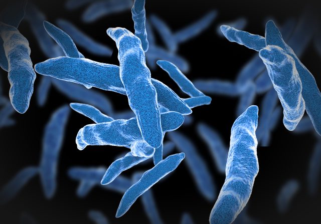 La colonisation du microbiote dans notre corps