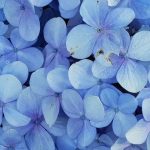 Bouquet de fleurs hortensia