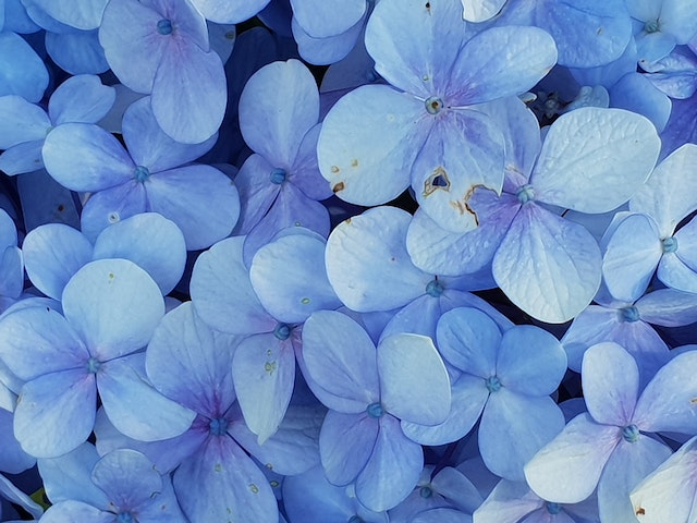 Bouquet de fleurs hortensia