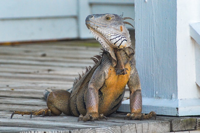 iguane de compagnie