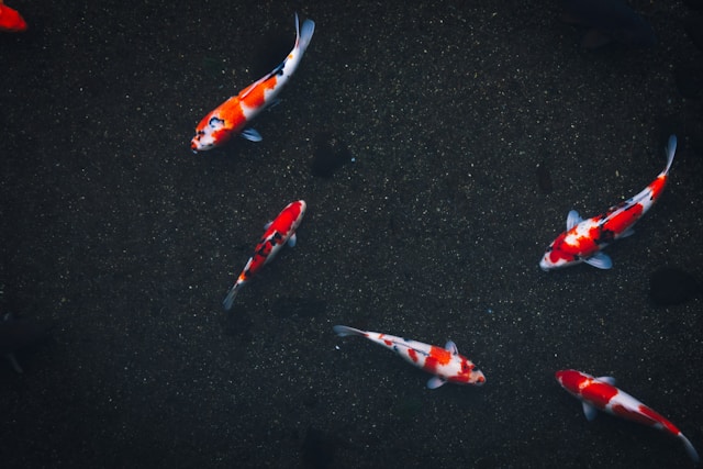 variétés de poissons