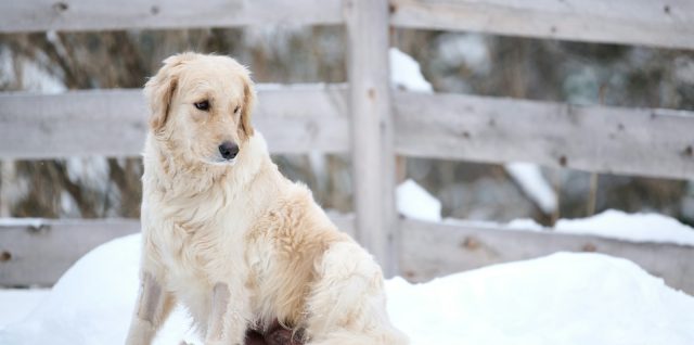 cohabitation harmonieuse entre animaux