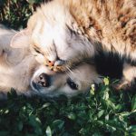 La cohabitation entre chiens et chats