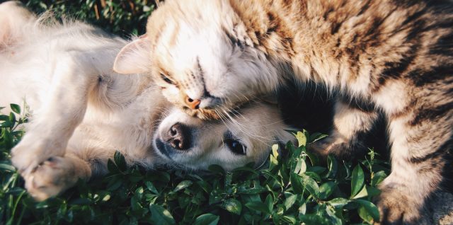 La cohabitation entre chiens et chats