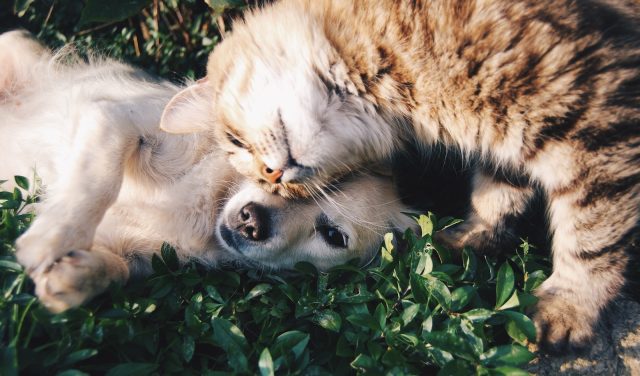 La cohabitation entre chiens et chats