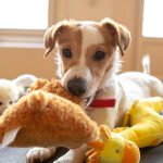 jouets pour stimuler votre chien