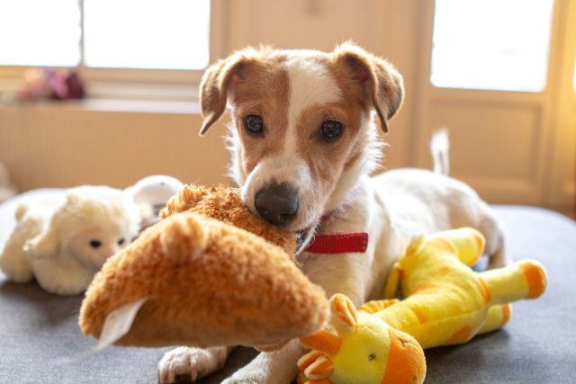 jouets pour stimuler votre chien