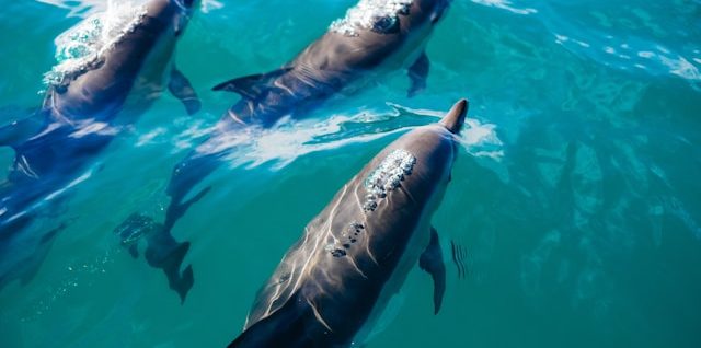 communication entre dauphins