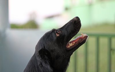 dresser votre chien