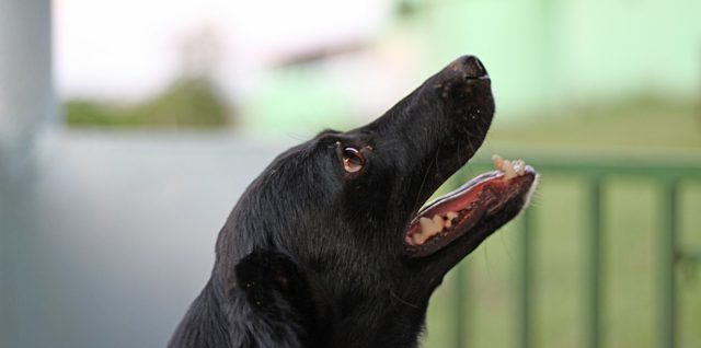 dresser votre chien